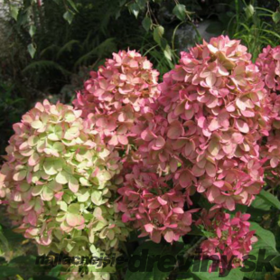 Hortenzia metlinatá MAGICAL CANDLE, výška 25/+ cm, v črepníku 3l Hydrangea paniculata MAGICAL CANDLE Bokraflame