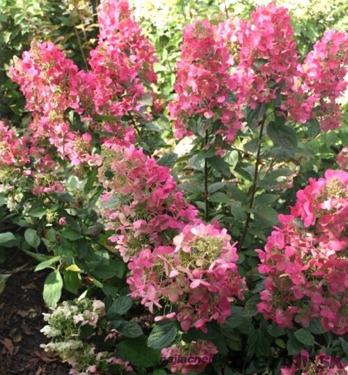 Hortenzia metlinatá MAGICAL FIRE ‘Bokraplume‘ PBR, výška 40/+ cm, v črepníku 5l Hydrangea paniculata MAGICAL FIRE ‘Bokraplume‘ PBR