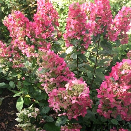 Hortenzia metlinatá MAGICAL FIRE ‘Bokraplume‘ PBR, výška 40/+ cm, v črepníku 5l Hydrangea paniculata MAGICAL FIRE ‘Bokraplume‘ PBR