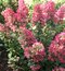 Hortenzia metlinatá MAGICAL FIRE ‘Bokraplume‘ PBR, výška 40/+ cm, v črepníku 5l Hydrangea paniculata MAGICAL FIRE ‘Bokraplume‘ PBR