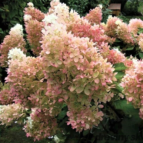 Hortenzia metlinatá MAGICAL LIME SPARKLE, výška 30/+ cm, v črepníku 5l Hydrangea paniculata MAGICAL LIME SPARKLE