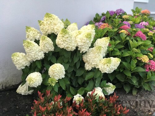 Hortenzia metlinatá MAGICAL MONT BLANC ‘Kolmamon‘, výška 40/+ cm, v črepníku 5l Hydrangea paniculata MAGICAL MONT BLANC ‘Kolmamon‘