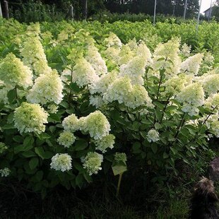 Hortenzia metlinatá MAGICAL MOONLIGHT Kolmagimo, výška 40/+ cm, v črepníku 5l Hydrangea paniculata MAGICAL MOONLIGHT Kolmagimo
