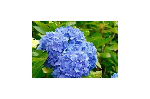 Hortenzia metlinatá Modrá výška 20/50 cm, v črepníku Hydrangea paniculata