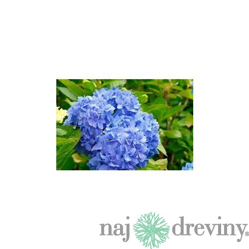 Hortenzia metlinatá Modrá výška 20/50 cm, v črepníku Hydrangea paniculata