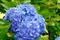 Hortenzia metlinatá Modrá výška 20/50 cm, v črepníku Hydrangea paniculata
