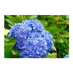 Hortenzia metlinatá Modrá výška 20/50 cm, v črepníku Hydrangea paniculata