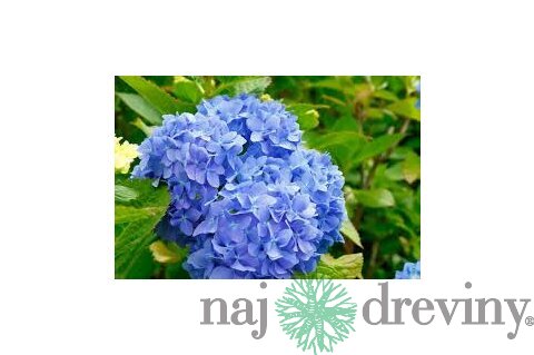 Hortenzia metlinatá Modrá výška 20/50 cm, v črepníku Hydrangea paniculata
