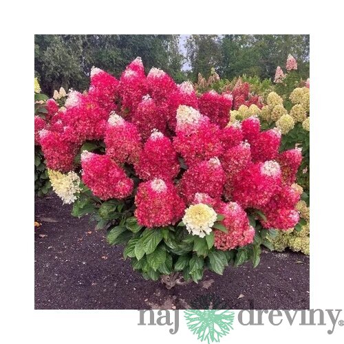 Hortenzia metlinatá MOJITO ‘GRHP10‘ PBR, výška 30/+ cm, v črepníku 5l Hydrangea paniculata