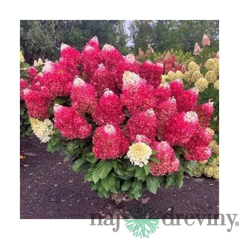 Hortenzia metlinatá MOJITO ‘GRHP10‘ PBR, výška 30/+ cm, v črepníku 5l Hydrangea paniculata
