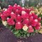 Hortenzia metlinatá MOJITO ‘GRHP10‘ PBR, výška 30/+ cm, v črepníku 5l Hydrangea paniculata