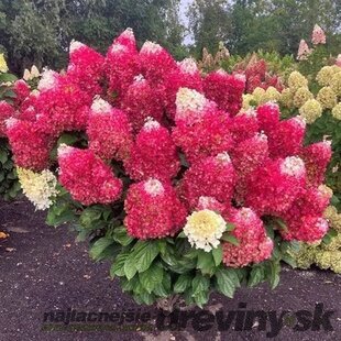 Hortenzia metlinatá MOJITO ‘GRHP10‘ PBR, výška 30/+ cm, v črepníku 5l Hydrangea paniculata