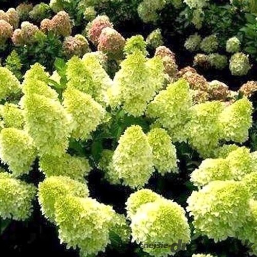 Hortenzia metlinatá Mojito  výška 15/20 cm  , v črepníku P9 Hydrangea paniculata MOJITO ‘GRHP10‘ PBR