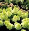 Hortenzia metlinatá Mojito  výška 15/20 cm  , v črepníku P9 Hydrangea paniculata MOJITO ‘GRHP10‘ PBR