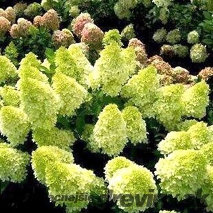 Hortenzia metlinatá Mojito  výška 15/20 cm  , v črepníku P9 Hydrangea paniculata MOJITO ‘GRHP10‘ PBR