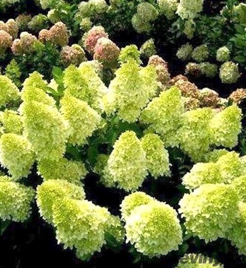 Hortenzia metlinatá Mojito  výška 15/20 cm  , v črepníku P9 Hydrangea paniculata MOJITO ‘GRHP10‘ PBR