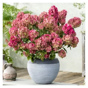 Hortenzia metlinatá Petite Cherry výška 20/50 cm , v črepníku 3l  Hydrangea paniculata