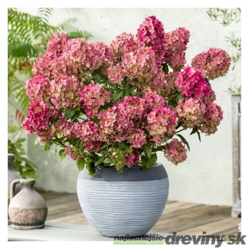 Hortenzia metlinatá Petite Cherry výška 50/60 cm , v črepníku 3l  Hydrangea paniculata