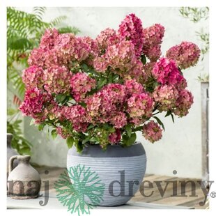 Hortenzia metlinatá Petite Cherry výška 50/60 cm , v črepníku 3l  Hydrangea paniculata