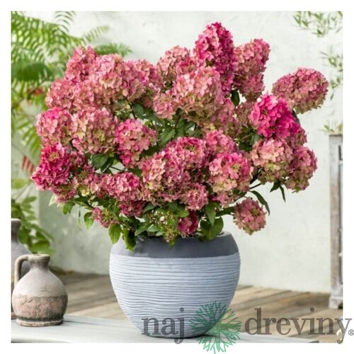 Hortenzia metlinatá Petite Cherry výška 50/60 cm , v črepníku 3l  Hydrangea paniculata