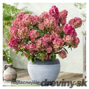 Hortenzia metlinatá Petite Cherry výška 50/60 cm , v črepníku 3l  Hydrangea paniculata