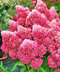 Hortenzia metlinatá Petite Flori  výška 50/70 cm , v črepníku 3l Hydrangea paniculata