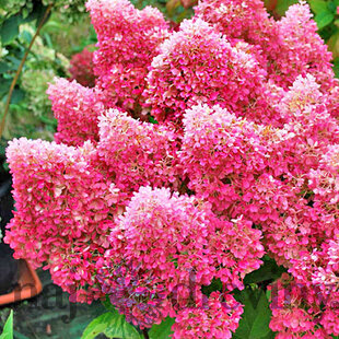 Hortenzia metlinatá Petite Flori  výška 50/70 cm , v črepníku 3l Hydrangea paniculata