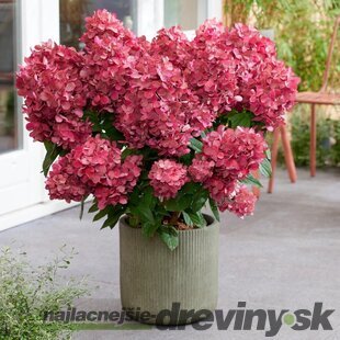 Hortenzia metlinatá Petite Flori  výška 50/70 cm , v črepníku 3l Hydrangea paniculata