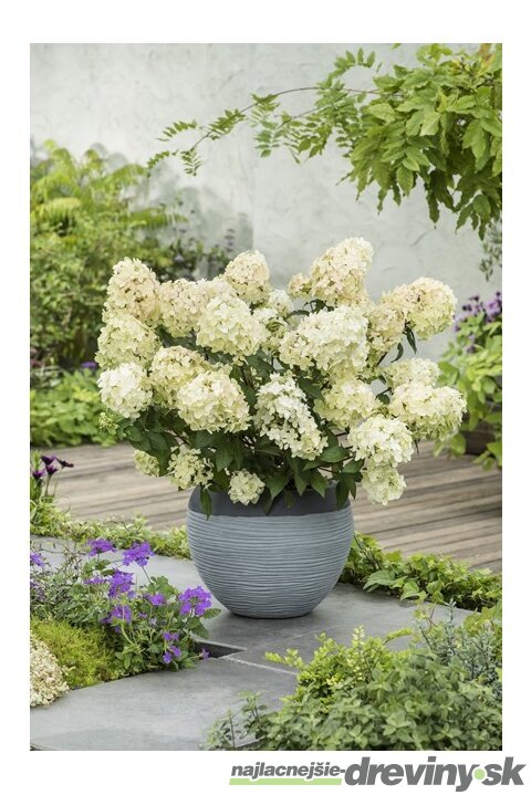 Hortenzia metlinatá PETITE STAR ‘COUSTAR02‘ PBR, výška 30/+ cm  , v črepníku 5l Hydrangea paniculata PETITE STAR ‘COUSTAR02‘ PBR