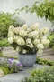 Hortenzia metlinatá PETITE STAR ‘COUSTAR02‘ PBR, výška 30/+ cm  , v črepníku 5l Hydrangea paniculata PETITE STAR ‘COUSTAR02‘ PBR