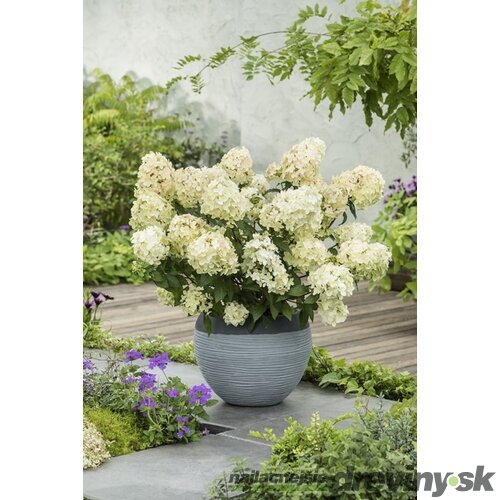 Hortenzia metlinatá PETITE STAR ‘COUSTAR02‘ PBR, výška 30/+ cm  , v črepníku 5l Hydrangea paniculata PETITE STAR ‘COUSTAR02‘ PBR