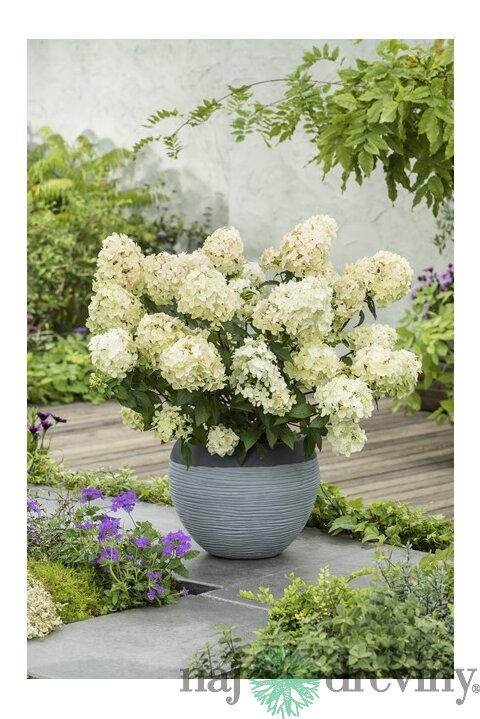 Hortenzia metlinatá PETITE STAR ‘COUSTAR02‘ PBR, výška 30/+ cm  , v črepníku 5l Hydrangea paniculata PETITE STAR ‘COUSTAR02‘ PBR