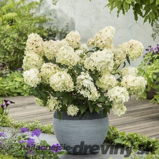 Hortenzia metlinatá PETITE STAR ‘COUSTAR02‘ PBR, výška 30/+ cm  , v črepníku 5l Hydrangea paniculata PETITE STAR ‘COUSTAR02‘ PBR