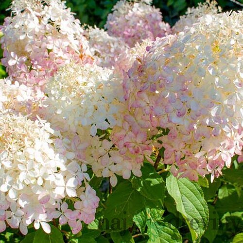 Hortenzia metlinatá ´PHANTOM´, na kmienku 150/160 cm Hydrangea paniculata ´Phantom´