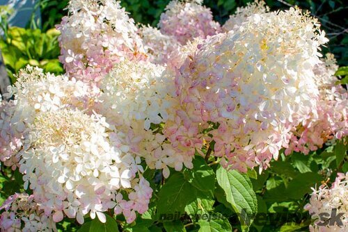 Hortenzia metlinatá ´PHANTOM´, na kmienku 150/160 cm Hydrangea paniculata ´Phantom´