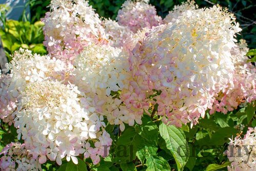 Hortenzia metlinatá ´PHANTOM´, na kmienku 150/160 cm Hydrangea paniculata ´Phantom´