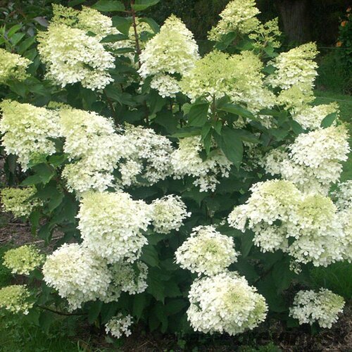 Hortenzia metlinatá Phantom, výška 40/+ cm, v črepníku 5l Hydrangea paniculata Phantom