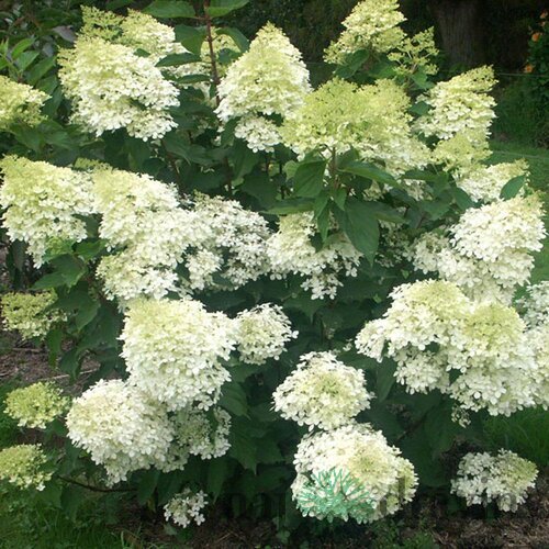 Hortenzia metlinatá Phantom, výška 40/+ cm, v črepníku 5l Hydrangea paniculata Phantom