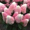 Hortenzia metlinatá Pink and Rose  výška 20/40 cm , v črepníku 3l  Hydrangea paniculata