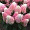 Hortenzia metlinatá Pink and Rose  výška 20/40 cm , v črepníku 3l  Hydrangea paniculata