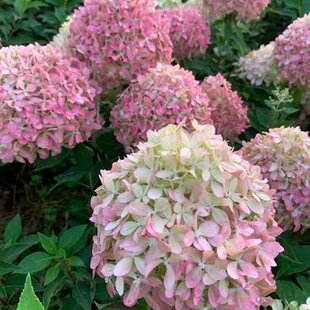 Hortenzia metlinatá PIXIO ´GHRP11´, výška 35/+ cm, v črepníku 5l Hydrangea paniculata PIXIO ‘GRHP11‘