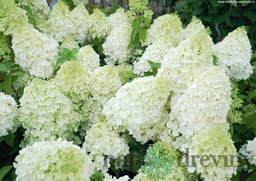 Hortenzia metlinatá Polar Bear, výška 30/40 cm, v črepníku 3l Hydrangea paniculata Polar Bear