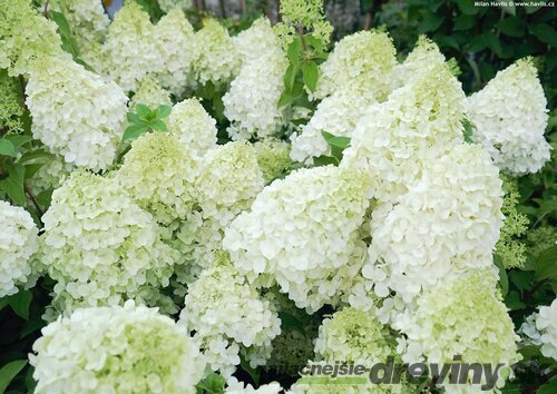 Hortenzia metlinatá Polar Bear, výška 30/40 cm, v črepníku 3l Hydrangea paniculata Polar Bear