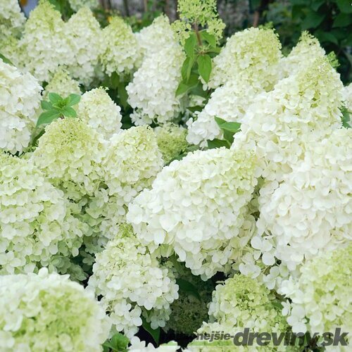 Hortenzia metlinatá Polar Bear, výška 30/40 cm, v črepníku 3l Hydrangea paniculata Polar Bear