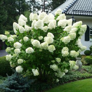 Hortenzia metlinatá Polar Bear, výška 60/80 cm, v črepníku Hydrangea paniculata Polar Bear