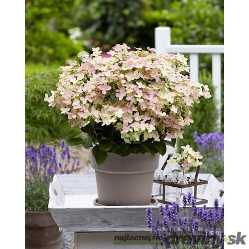 Hortenzia metlinatá POLESTAR ‘Breg14‘ PBR,15/20 cm v črepníku P9 Hydrangea paniculata POLESTAR ‘Breg14‘ PBR
