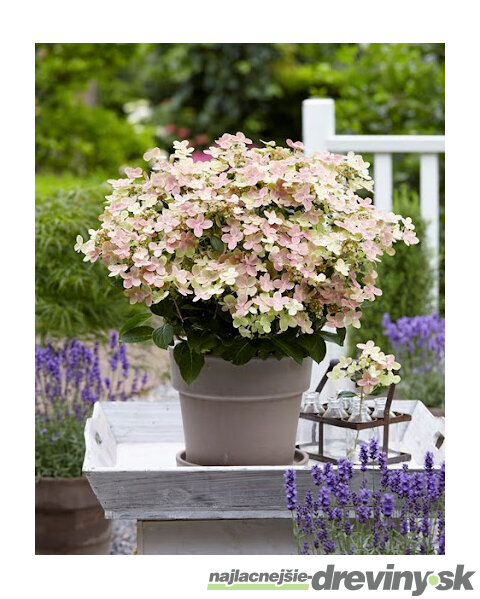 Hortenzia metlinatá POLESTAR ‘Breg14‘ PBR,15/20 cm v črepníku P9 Hydrangea paniculata POLESTAR ‘Breg14‘ PBR