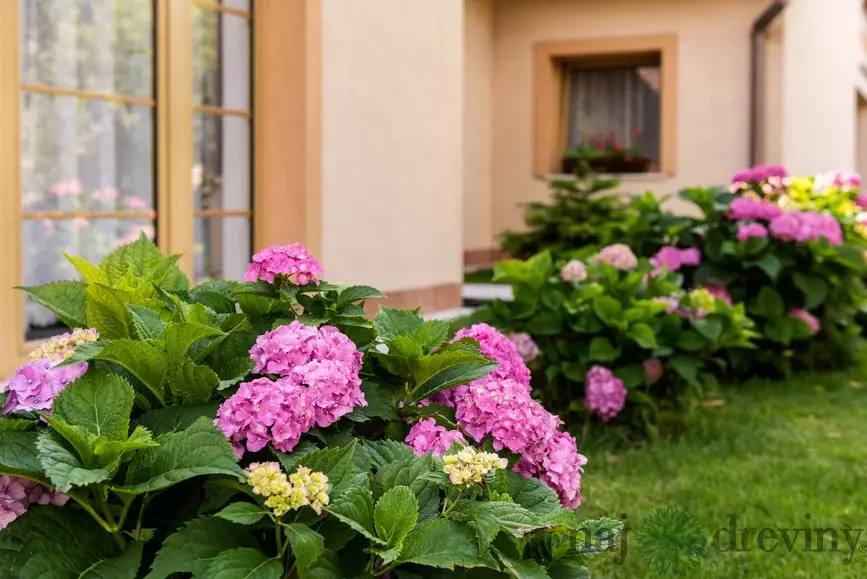 Hortenzia metlinatá pre vašu záhradu Hortenzia metlinatá pre vašu záhradu