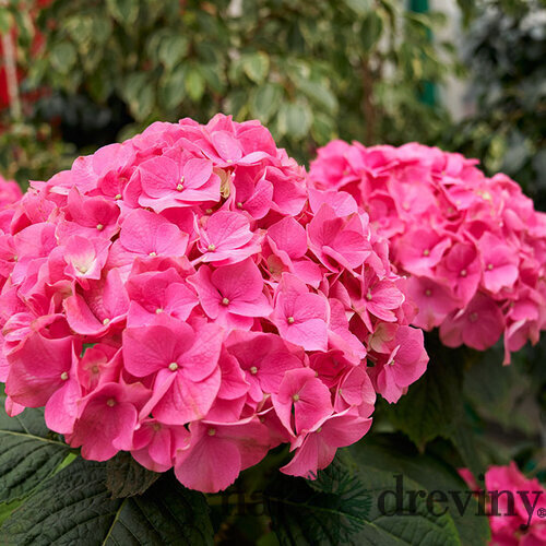 Hortenzia metlinatá Ružová výška 20/50 cm, v črepníku Hydrangea paniculata