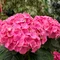 Hortenzia metlinatá Ružová výška 20/50 cm, v črepníku Hydrangea paniculata